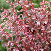 Барбарис Тунберга - Berberis thunbergii 2