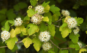 Пузыреплодник калинолистный зеленовато-желтолистный сорт - Physocarpus opulifolius 2