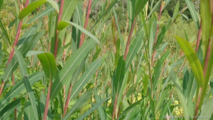 Ива пурпурная - Salix purpurea 3