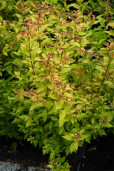 Спирея японская - Spiraea japonica 2