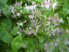 Жимолость ложнозолотистая - Lonicera × pseudochrysantha 2