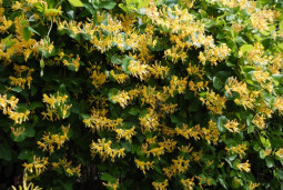 Жимолость ложнозолотистая - Lonicera × pseudochrysantha 3