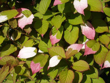 Актинидия коломикта - Actinidia kolomikta 2