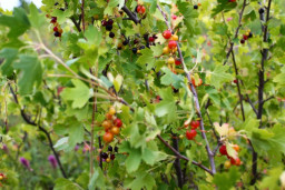 Смородина широколистная - Ribes latifolium 2