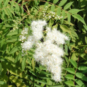 Рябинник sp. - Sorbaria sp. 2