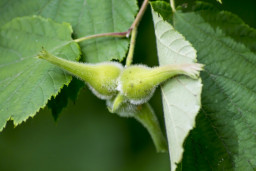 Лещина маньчжурская - Corylus mandshurica 2