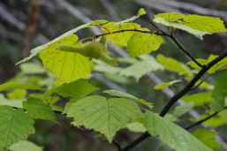 Лещина маньчжурская - Corylus mandshurica 3