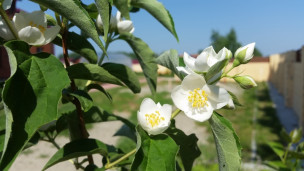 Чебушник Гордона колумбийский - Philadelphus gordonianus 2