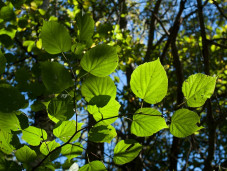 Липа sp. - Tilia sp. 2