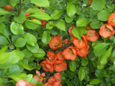 Айвочка «Amfora» - Chaenomeles «Amfora» 2