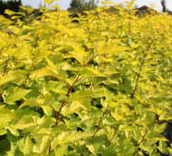 Пузыреплодник калинолистный сорт Luteus - Physocarpus opulifolius Luteus 2
