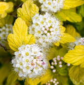 Пузыреплодник калинолистный сорт Luteus - Physocarpus opulifolius Luteus 3