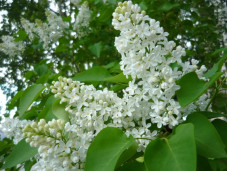 Сирень амурская (трескун амурский) - Syringa amurensis 2