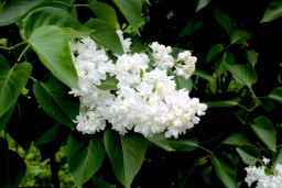 Сирень амурская (трескун амурский) - Syringa amurensis 3