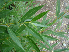 Ива пурпурная белопятнистый сорт - Salix purpurea 3