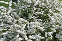 Спирея sp. - Spiraea sp. 3