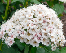 Спирея Фрича - Spiraea fritschiana 2