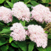 Спирея Фрича - Spiraea fritschiana 3