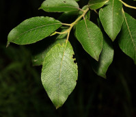 Ива козья - Salix caprea L. 2