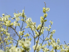 Ива козья - Salix caprea L. 3