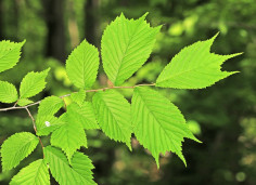 Ильм лопастный - Ulmus laciniata 2