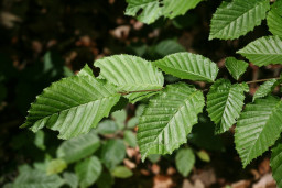Граб обыкновенный - Carpinus betulus 2