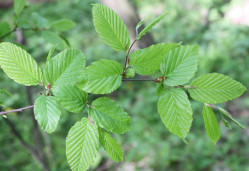 Граб обыкновенный - Carpinus betulus 3