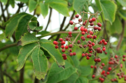 Бузина Микеля - Sambucus racemosa 2