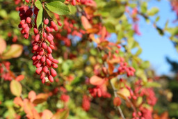 Барбарис Зибольда - Berberis sieboldii 2
