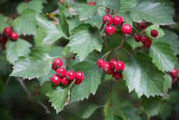 Боярышник кроваво-красный - Crataegus sanguinea 2