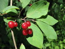 Жимолость обыкновенная - Lonicera xylosteum 2