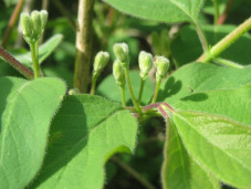 Жимолость обыкновенная - Lonicera xylosteum 3