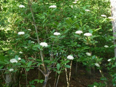 Калина голая - Viburnum nudum 3