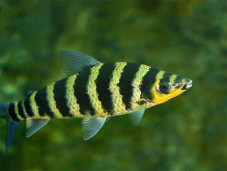 Лепорин полосатый – Leporinus fasciatus 2