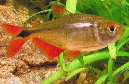 Тетрагоноптерус (Тетра-плотвичка) – Hemigrammus caudovittatus 2
