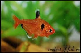 Минор (Тетра красная) – Hyphessobrycon callistus 2