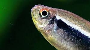 Неон черный – Hyphessobrycon herbertaxelrodi 2