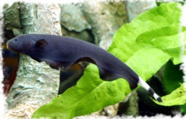 Нож чёрный (белолобый) – Apteronotus albifrons 2