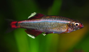 Кардинал – Tanichthys albonubes 2