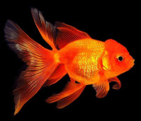 Рыбка золотая  – Carassius auratus var. dom. 2