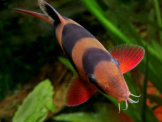 Боция клоун – Chromobotia macracanthus 2