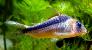 Коридорас зигатус – Corydoras zygatus 2