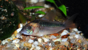 Коридорас зигатус – Corydoras zygatus 3