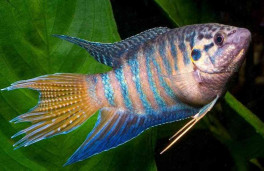 Макропод – Macropodus opercularis 2