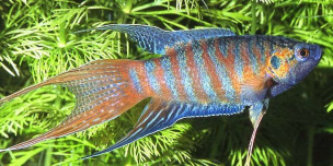 Макропод – Macropodus opercularis 3