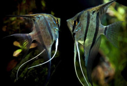 Скалярия – Pterophyllum scalare 2