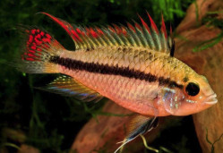 Апистограмм какаду – Apistogramma cacatuoides 2