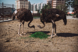 Страус африканский — Struthio camelus 2