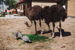 Страус африканский — Struthio camelus 4