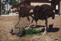 Страус африканский — Struthio camelus 5